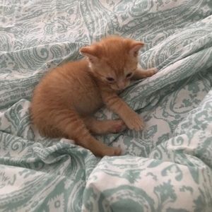 Meet your Posher, Sheldon